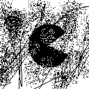 vitspac.gif (2197 bytes)